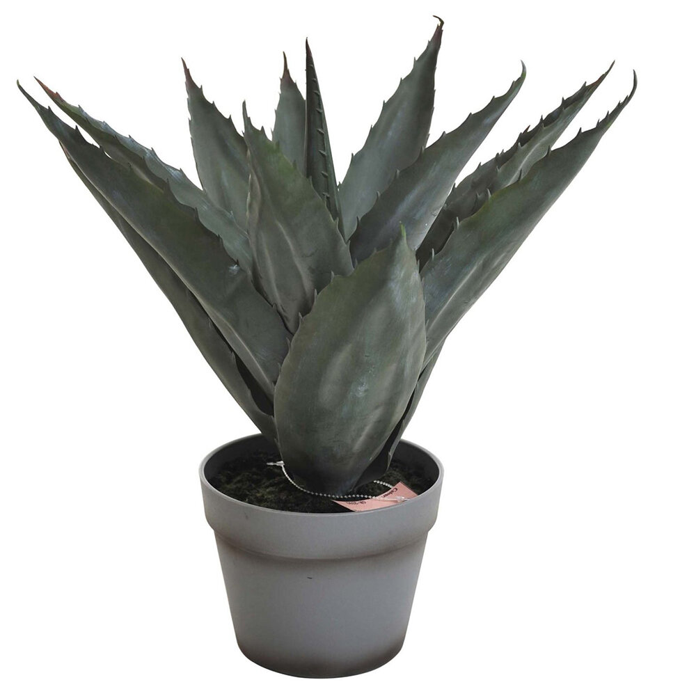 Verde Aloevera växt