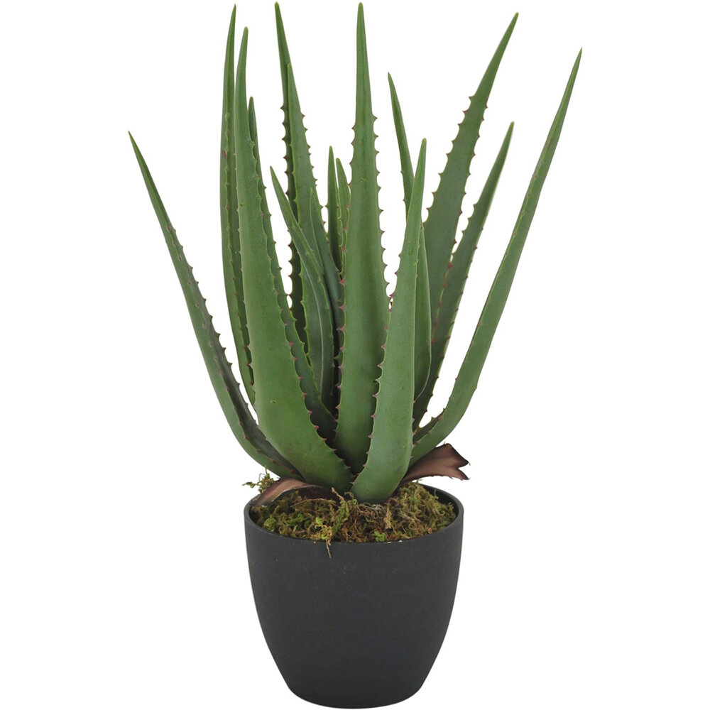 VERDE Aloevera växt